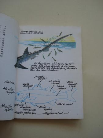 Peces de mar. Cuadernos de campo, n 32
