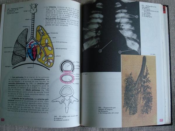 Anatoma, fisiologa, higiene